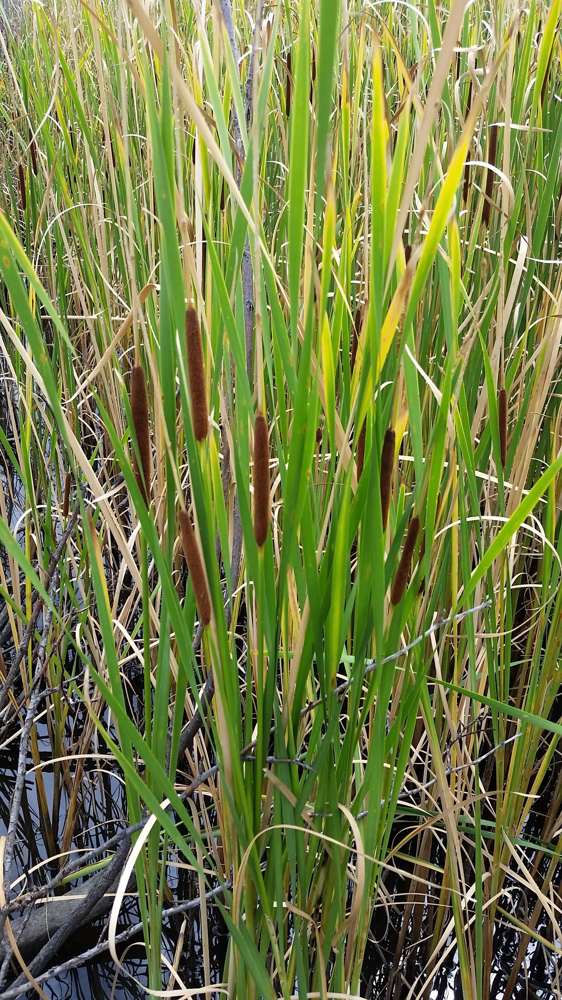 who-needs-a-wetland-delineation-the-swamp-school