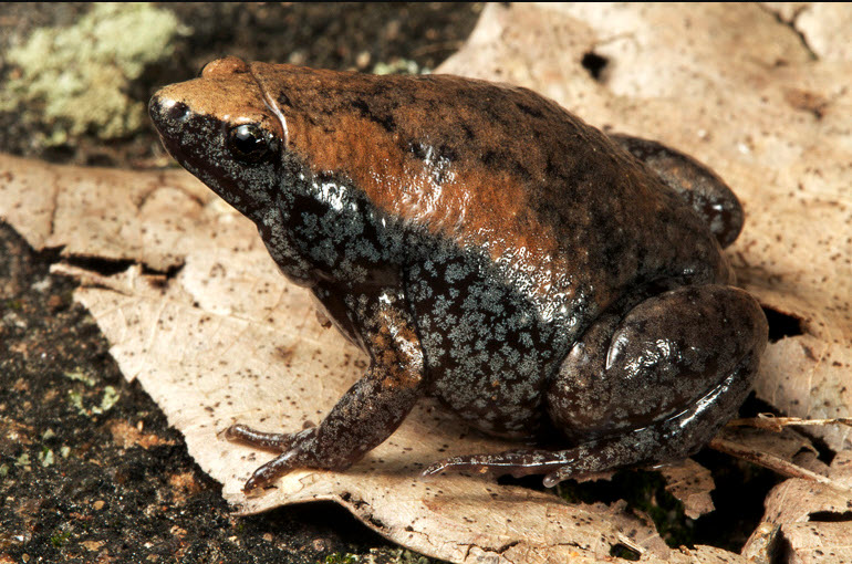 Close-up photograph of a darker-colored Eastern Narrow-mouthed Toad.