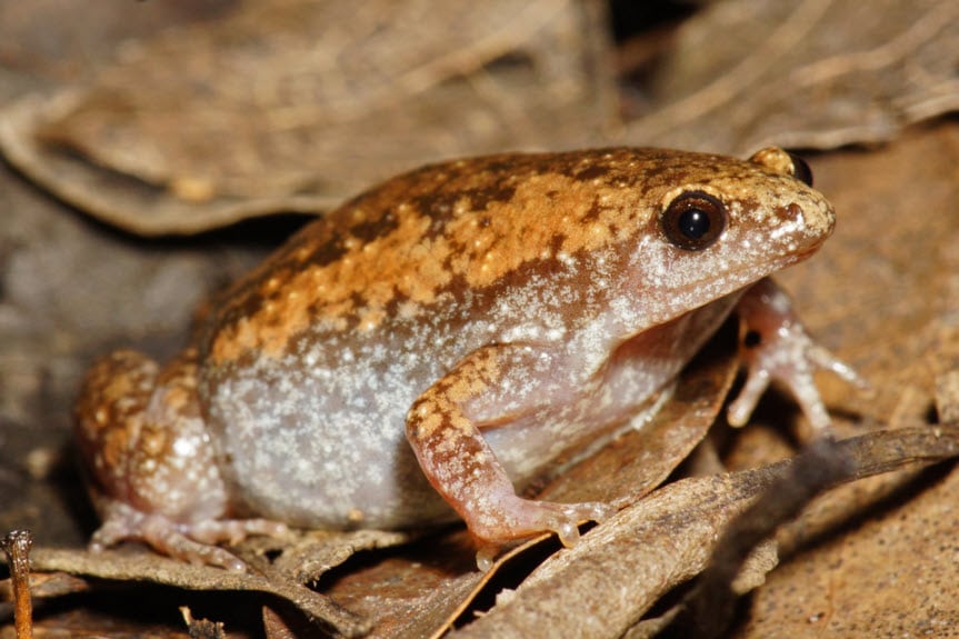 Close-up photograph of a lighter-colored Eastern Narrow-mouthed Toad.