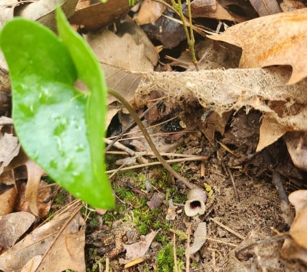 Photograph of a little brown jug plant with one stalk, one leaf, and one flower.